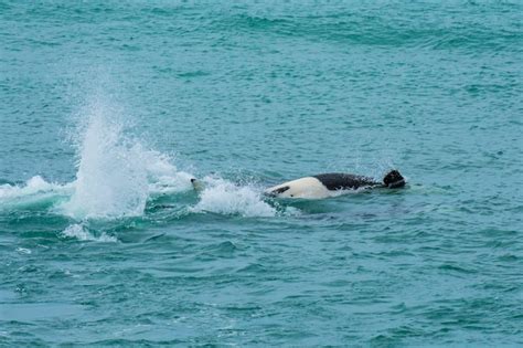 Orcas Cazando Leones Marinos Patagonia Argentina Foto Premium