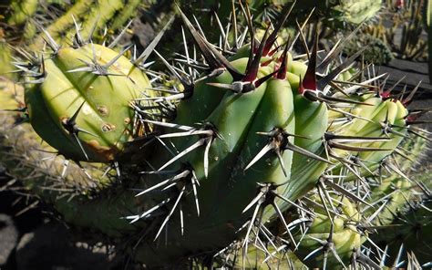 cactus plant nature  photo  pixabay pixabay