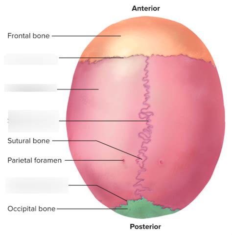 Skull Parietal Bone And Sutures Diagram Quizlet