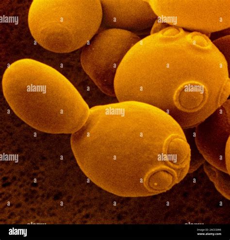 False Colour Scanning Electron Micrograph Of The Unicellular Yeast