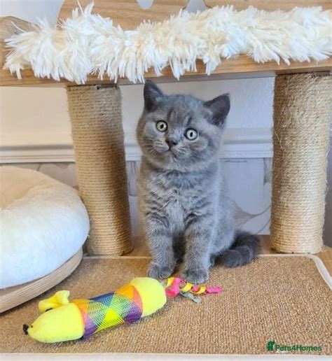 🌺bsh Gccf Blue Bicolor Lilac Kittens 🌺 For Sale In Mexborough Pets4homes