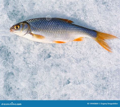 Pesca Del Invierno Apenas El Pescado Atrapado Miente En El Hielo