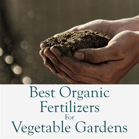 10 Best Organic Fertilizers For Your Vegetable Garden - Homestead Acres