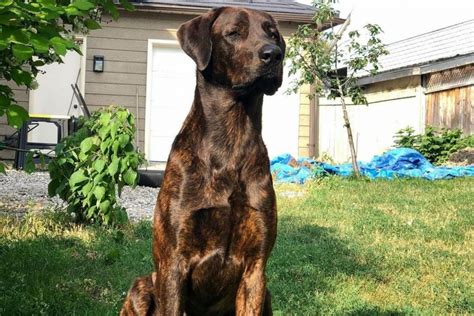 Cane Corso Doberman Mix: A Rare Hybrid Worth Knowing