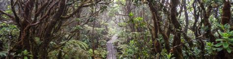 Division Of State Parks Alakai Swamp Trail