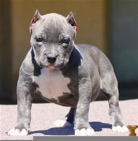 Teacup Pitbull Puppies