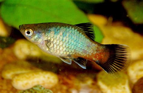 Varieties of Platy Fish (Xiphophorus spp.)