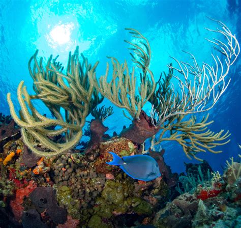 Cozumel Diving: What You Need to Know