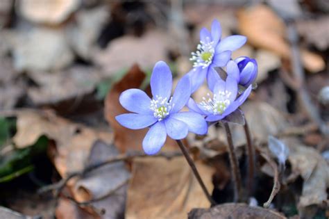 Fleurs mauves 10 variétés pour créer un jardin mauve complet