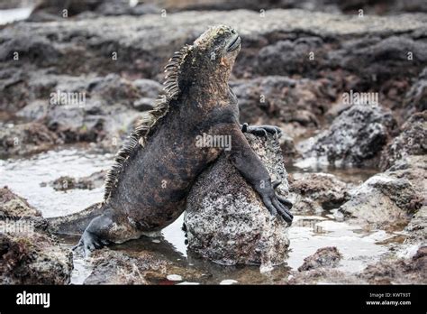 Iguana Marina De Gal Pagos Amblyrhynchus Cristatus Albemarlensis