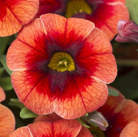 Calibrachoa Trailing Mini Petunias Million Bells Orange Punch Plug