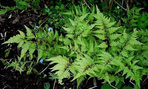 Plants & Flowers » Athyrium niponicum Metallicum