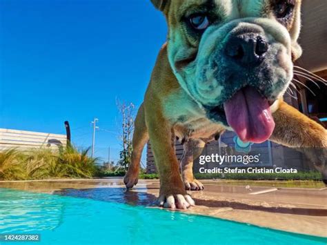 459 Dog Splash Pool Stock Photos, High-Res Pictures, and Images - Getty Images