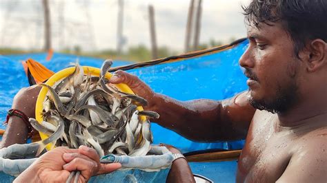 ஏரி மீன்கள் Fish Seeds சிவசக்தி மீன் பண்ணை ஆலத்தூர்