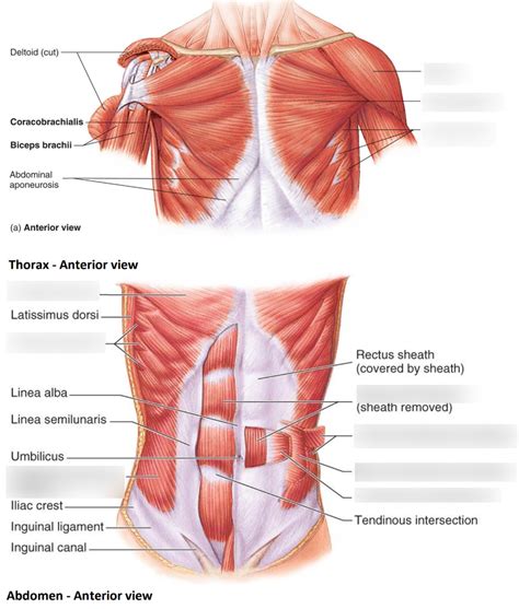 Axial Muscles Of The Abdominal Wall And Thorax Anatomy And Off