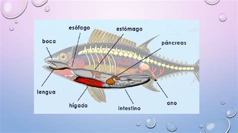 El Sistema Digestivo De Los Vertebrados Todos Los