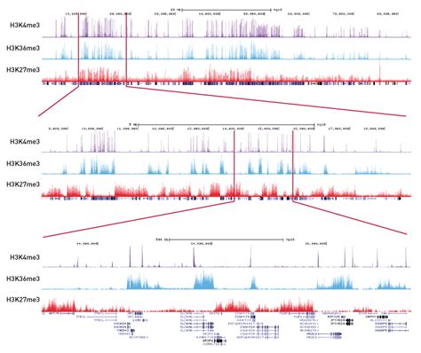 Chromatin Immunoprecipitation Chip Seq Grade Antibodies Diagenode