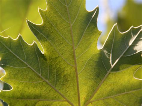 Exclamation London Planetree Bold Spring