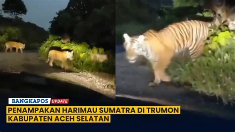 Penampakan Harimau Sumatra Di Trumon Kabupaten Aceh Selatan Youtube