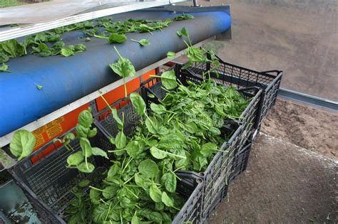 Agricultural Machinery For Harvesting Spinach Spinach Beds Green