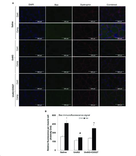 Immunofluorescence Staining Of Bax And Dystrophin Representative