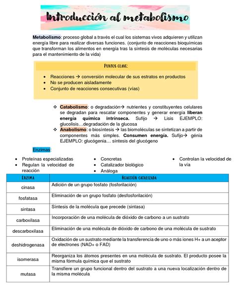 SOLUTION 1 Metabolismo Basal Y Energ Tico Studypool