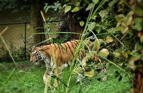 Tiger in Alipore Zoo, Kolkata : r/kolkata