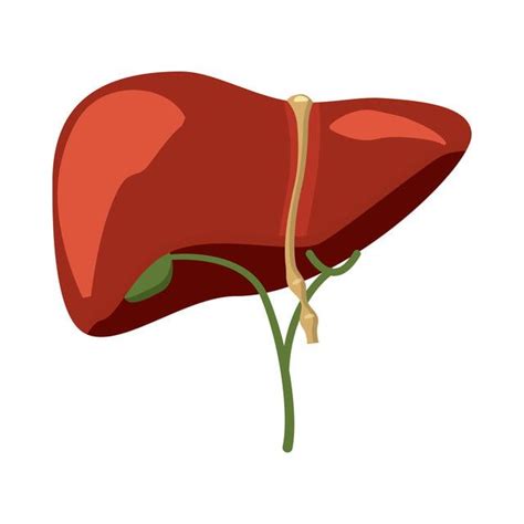 Human Liver Clipart Transparent PNG Hd Human Liver Icon In Cartoon