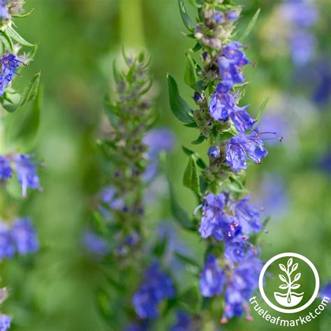 Hyssop: Hyssopus officinalis Decorative plant with a refreshing