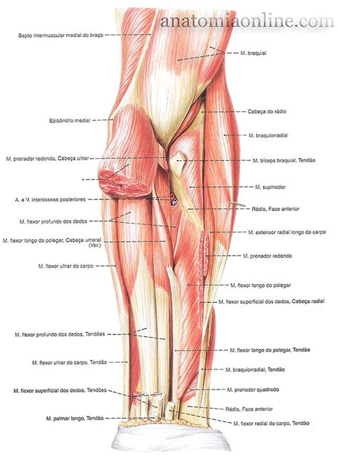 Superior Anatomia Online Anatomia Dos M Sculos Humano