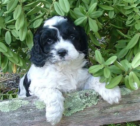 Cavachon Pet Your Dog