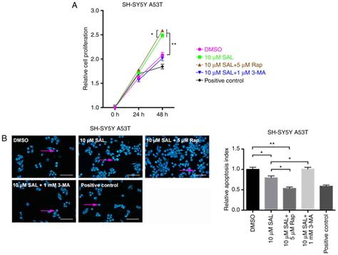 Salidroside Protects Shsy Y From Pathogenic Synuclein By Promoting