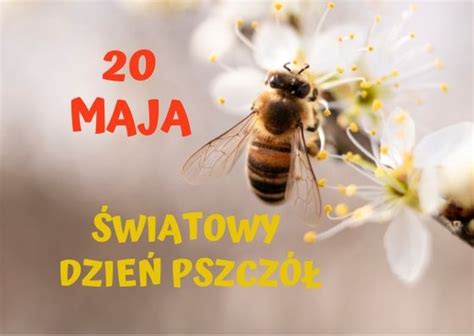 Maja Wiatowy Dzie Pszcz Wroniecki Bazar