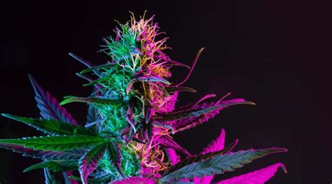 Top 5 Kush Weed Strains - Just Cannabis