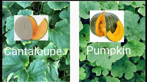 Cantaloupe Leaves Vs Pumpkin Leaves Confusion A Must Watch Youtube