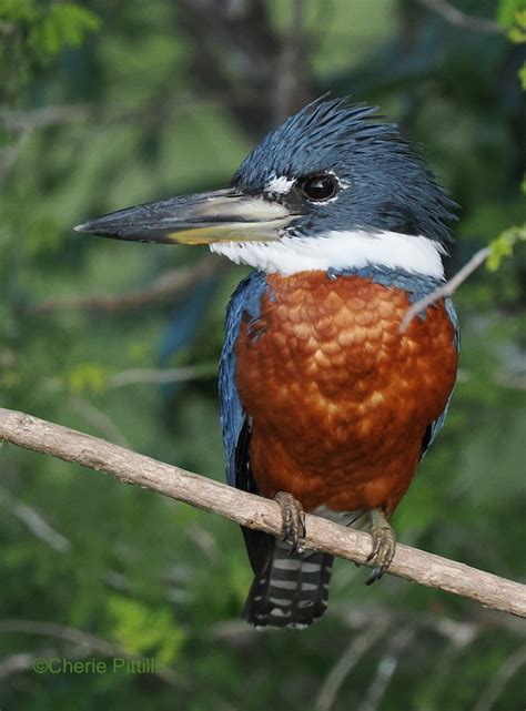 Backyard Birding In Merida Yucatan And Beyond Smorgasbirds In Both