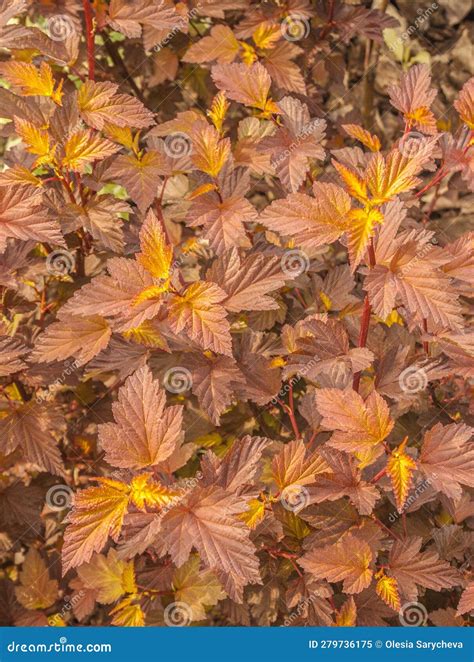 Physocarpus Opulifolius Ninebark In The Spring With Orange Leaves