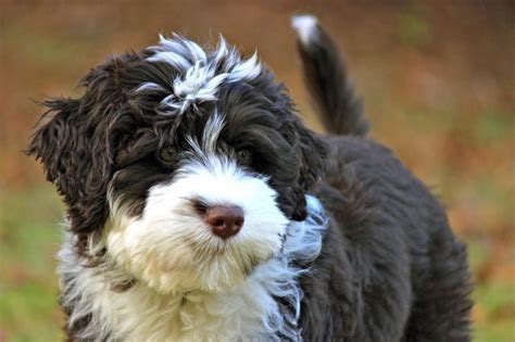 25 Dog Breeds That Don't Shed