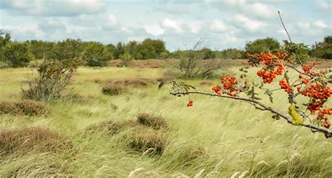 ameland  netherlands top     ameland island