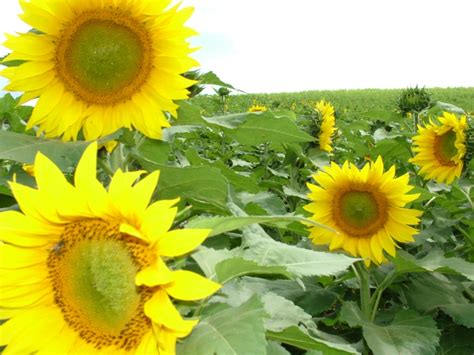 Colheita Do Girassol Atinge Da Rea Cultivada No Rio Grande Do Sul