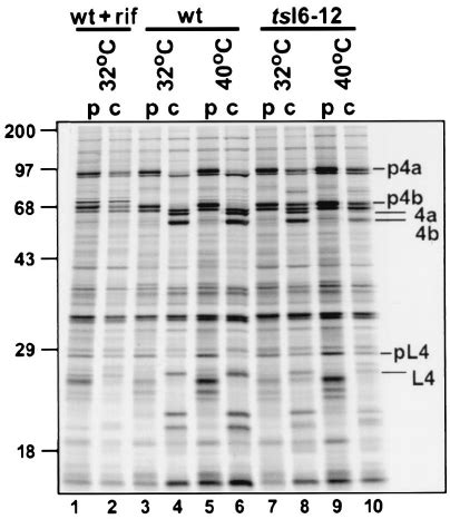 Proteolytic Processing Of Viral Structural Proteins Is Im Paired