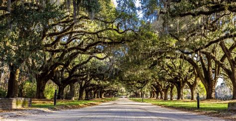Avenue Of The Oaks Boone Hall Plantation And Gardens