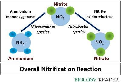 What is Nitrification? Definition, Process & Factors Affecting ... 