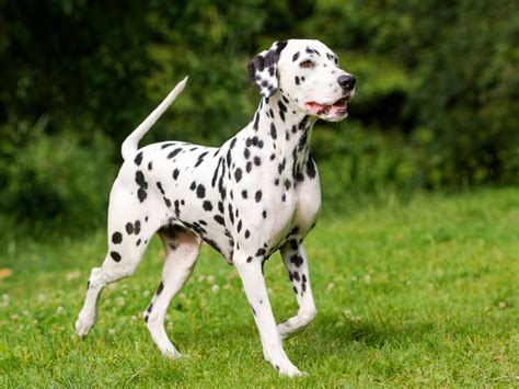 Dalmatian Puppies For Sale | Available in Phoenix & Tucson, AZ