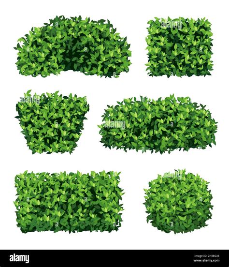 Garden Shrub Green Realistic Plants For Ornamental Decoration Decent