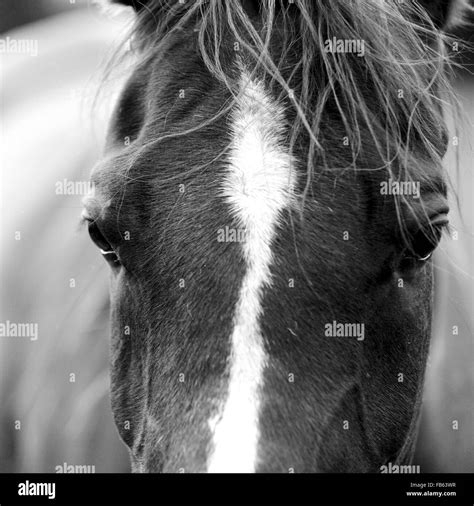 Black And White Horse Jockey Hi Res Stock Photography And Images Alamy