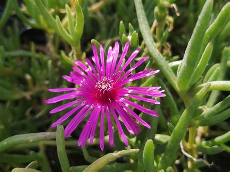 B72 Przypołudnik Delosperma copperi słonecznica P9 8405191152