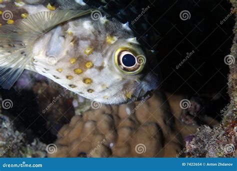 Fish in the Red sea stock photo. Image of flower, coral - 7422654