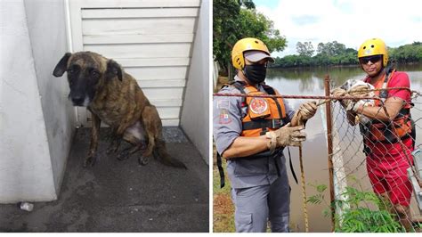 Animais S O Resgatados Ap S Fortes Chuvas Em Rio Claro E Regi O Youtube