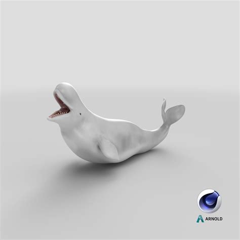 Beluga Whale Adult Playful Pose 3d Model 99 3ds Blend C4d Fbx